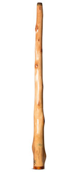 Tristan O'Meara Bell Trim Brass Logo Didgeridoo (TM507)
